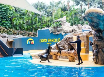 Почивка в Испания - остров Тенерифе, директни чартъри от София - ALUA 4*